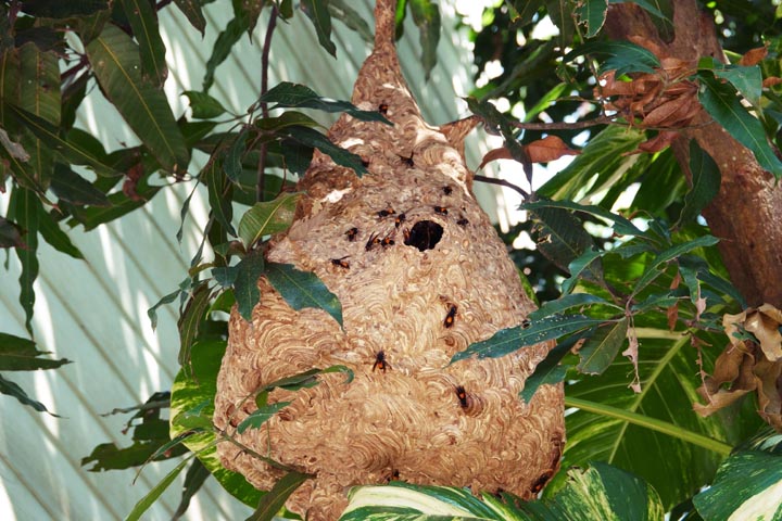 【奈良市中登美ヶ丘】ミツバチ