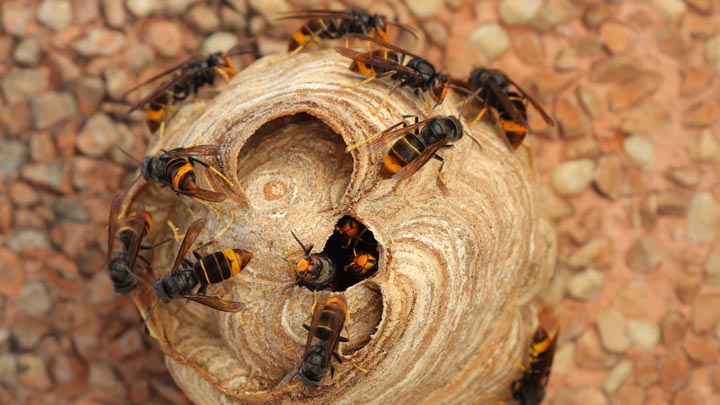 仙台市宮城野区 オオスズメバチ駆除 蜂の巣駆除 ハチ退治3 000円 分で到着 蜂の巣駆除センター