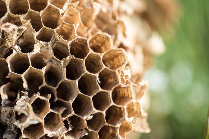 【宝塚市売布　東の町】モンスズメバチ