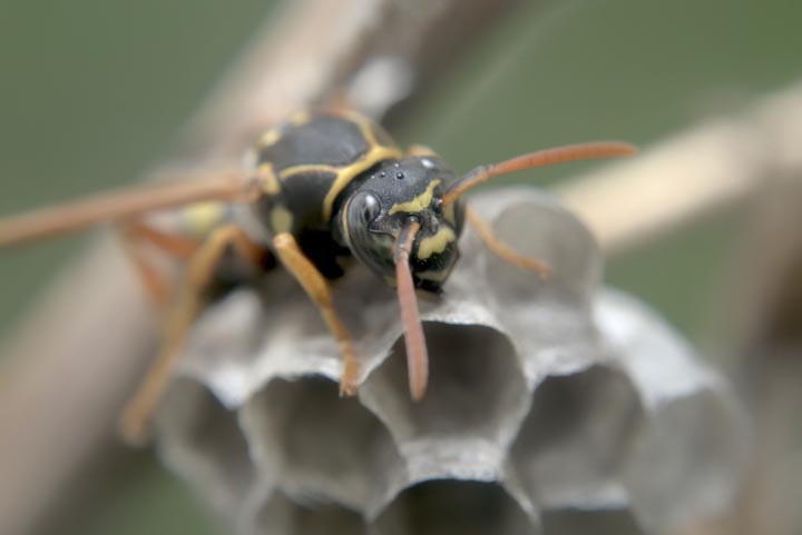 【杉並区高井戸西】ヒメスズメバチ