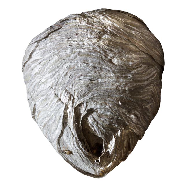 【草津市木川町】フタモンアシナガバチ