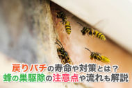 戻りバチの寿命や対策とは？蜂の巣駆除の注意点や流れも解説
