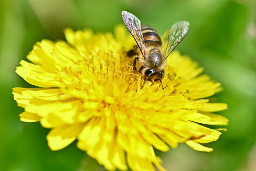 蜂の種類別の特徴や注意点