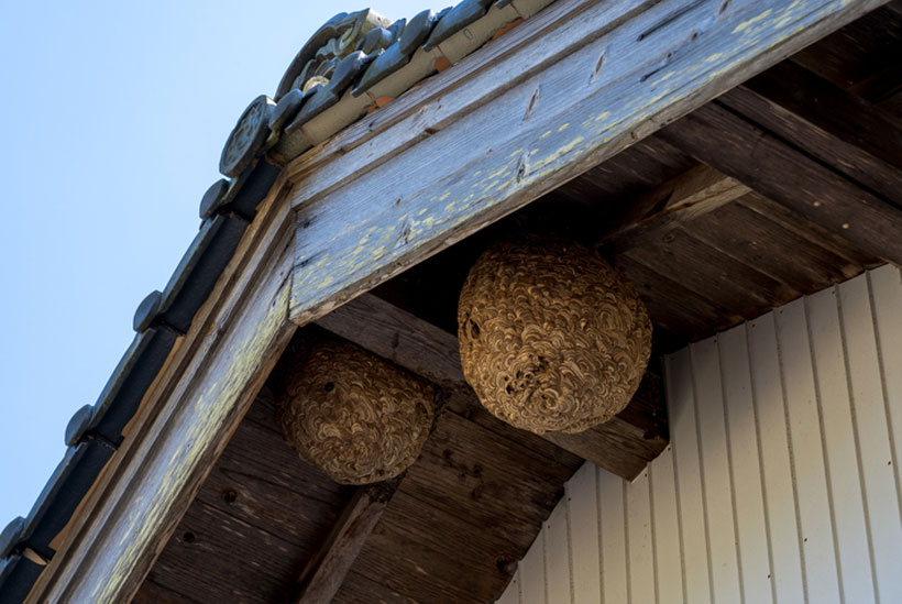蜂の巣の駆除手順