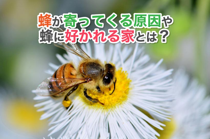 蜂が怖い！寄ってくる6つの原因や蜂に好かれる家とは？正しい対処法も解説