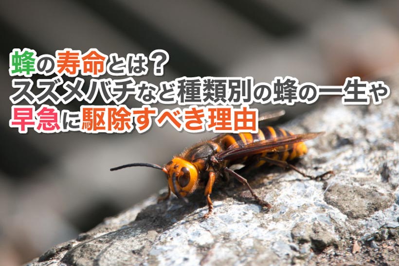 エ蜂の寿命とは？スズメバチなど種類別の蜂の一生や早急に駆除すべき理由