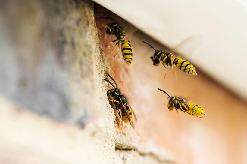 蜂が凶暴になる夏は特に注意！気を付けるべきポイント