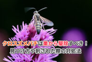 クロスズメバチは巣から駆除すべき！見つけ方や刺された際の対処法