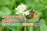 セイヨウミツバチに危険性はないって本当？生態や巣の特徴にくわえ駆除方法を解説