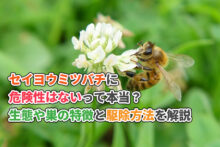 セイヨウミツバチに危険性はないって本当？生態や巣の特徴にくわえ駆除方法を解説