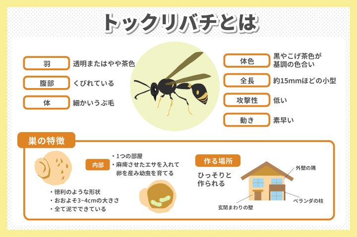 トックリバチってどんな蜂？見た目と巣の特徴
