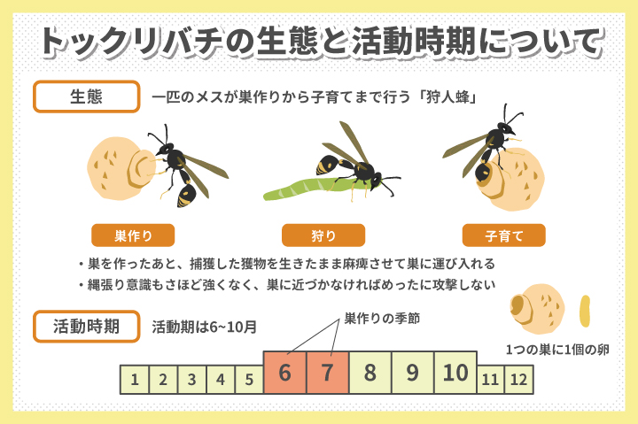 トックリバチの生態と活動時期