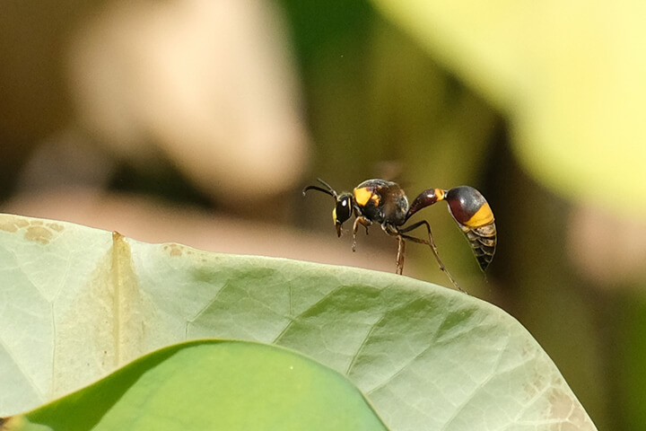 単独で暮らす狩人蜂の生活スタイル