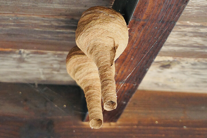 トックリバチとスズメバチの巣の違いを見分ける