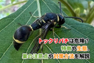トックリバチは危険?特徴や生態、巣の注意点と対策方法を解説