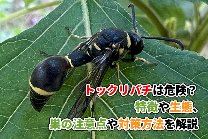 トックリバチは危険？特徴や生態、巣の注意点と対策方法を解説