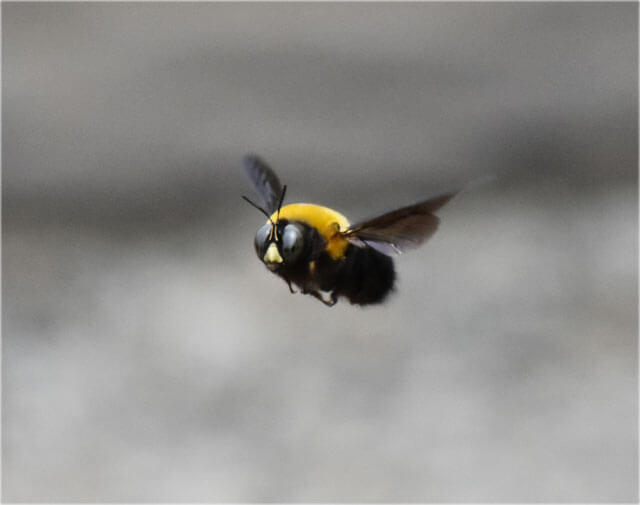ハチが多く飛んでいる